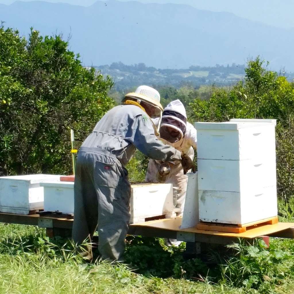 Mission Beekeeping | 779 N Ventura Ave, Oak View, CA 93022 | Phone: (805) 636-4426