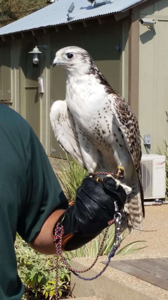 Catalina Falconry Experience | 1 St Catherine Way, Avalon, CA 90704 | Phone: (800) 626-1496