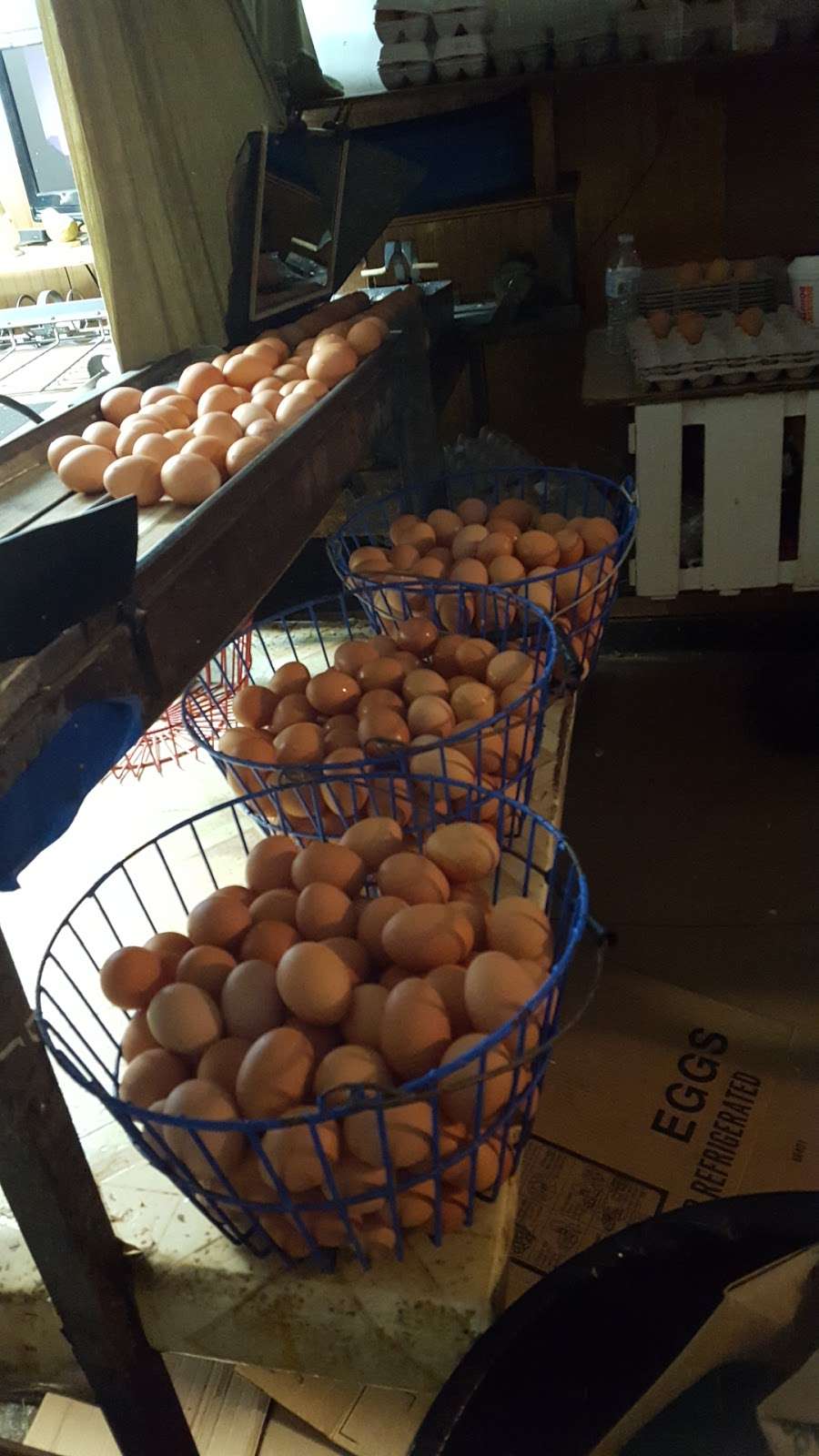Stamp Egg Farms | 816 Greenville Ave, Johnston, RI 02919, USA | Phone: (401) 949-3600