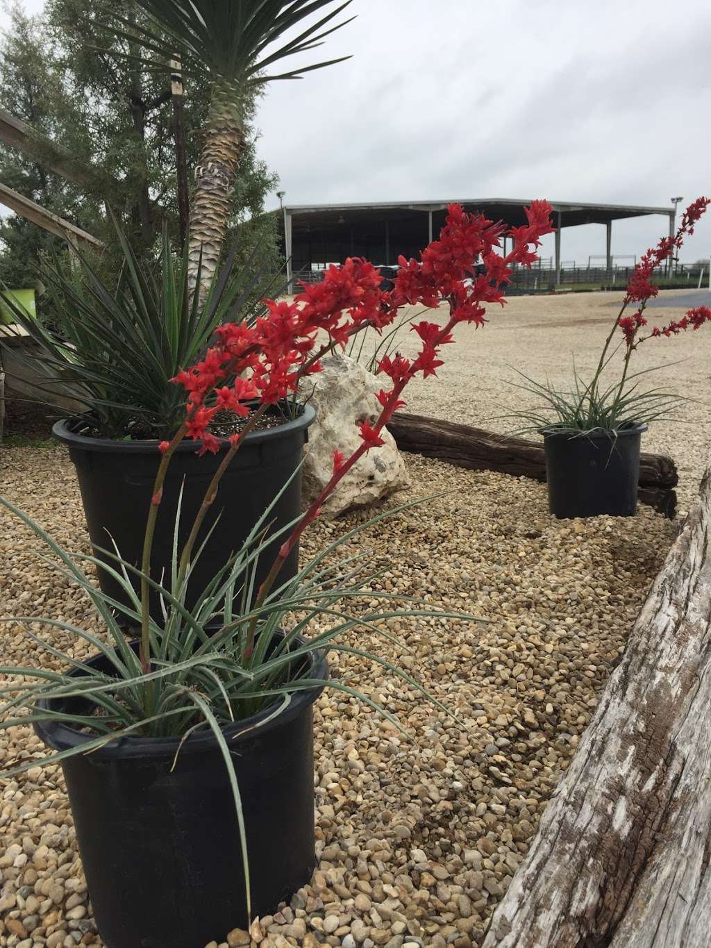 Landmark Wholesale Nurseries | 5120 S Foster Rd, San Antonio, TX 78222 | Phone: (210) 648-7955