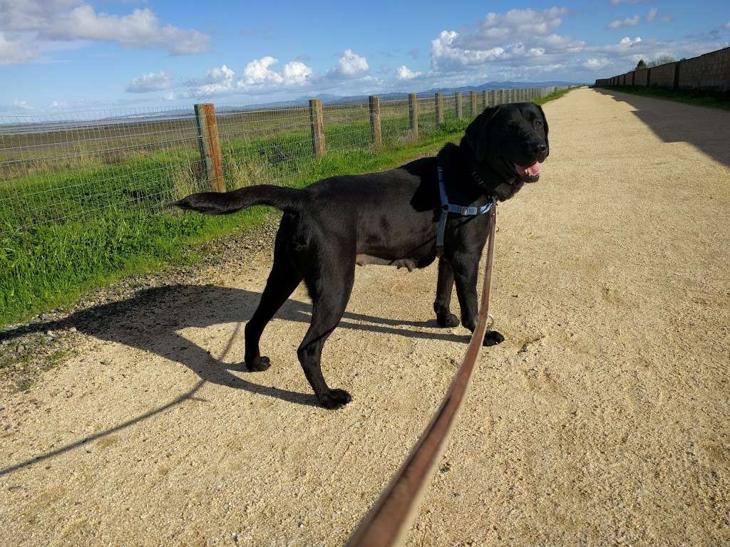 Hamilton Wetlands | Novato, CA 94949