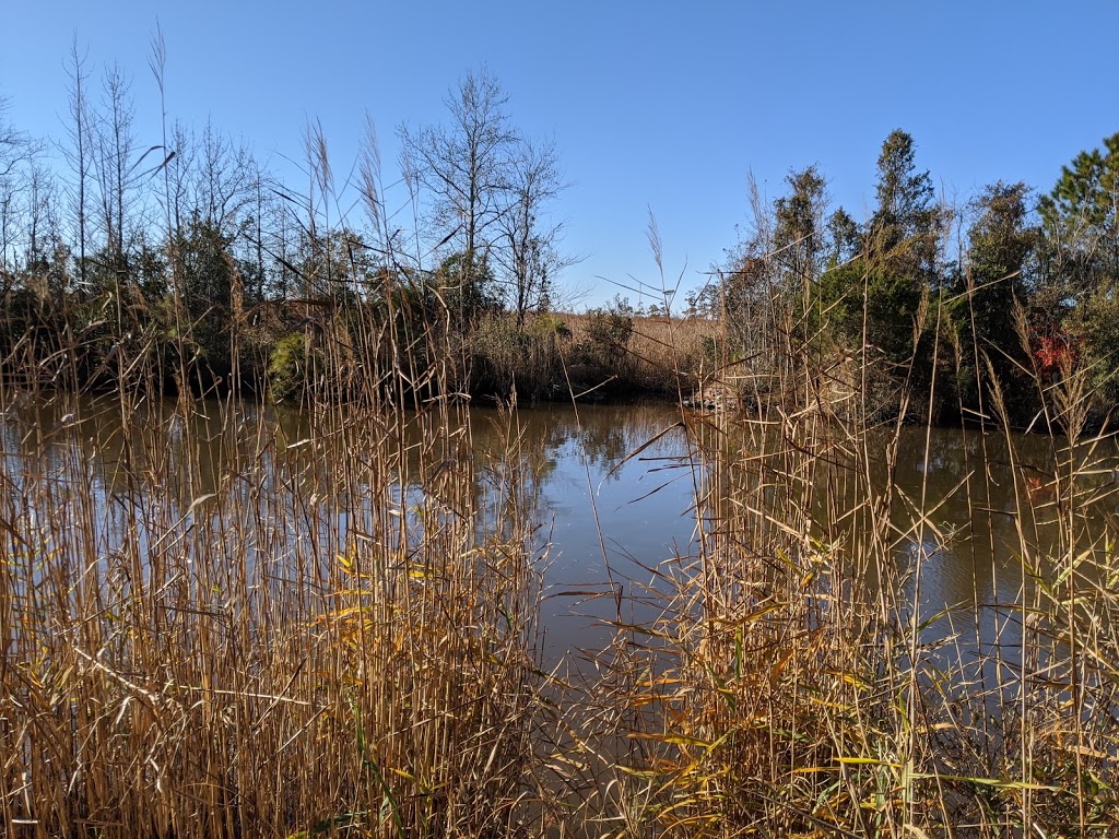 Princess Anne Wildlife Management Area Trojan Tract | Back Bay Landing Rd, Virginia Beach, VA 23457, USA | Phone: (757) 323-1581