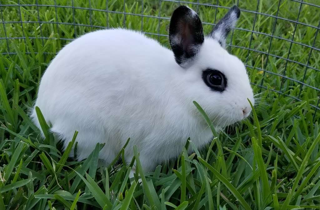 Bunny Haven Rabbitry and Poultry Farm: No Bunnies until Late Dec | 14450 Interstate 35 Access Rd, Von Ormy, TX 78073, USA | Phone: (210) 274-3217