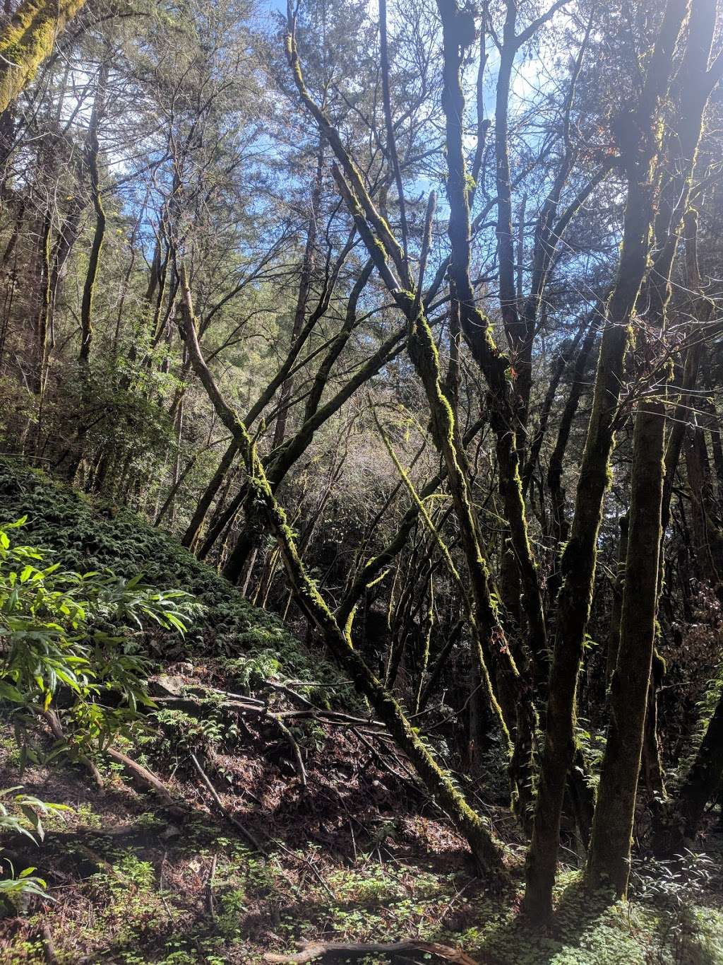 Redwood Hike Trail | Bennett Creek Trail, Felton, CA 95018, USA