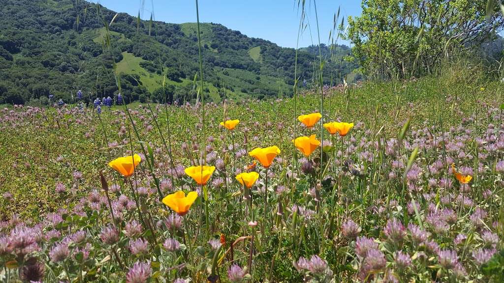 Siesta Valley Recreation Area | Orinda, CA 94563, USA | Phone: (866) 403-2683