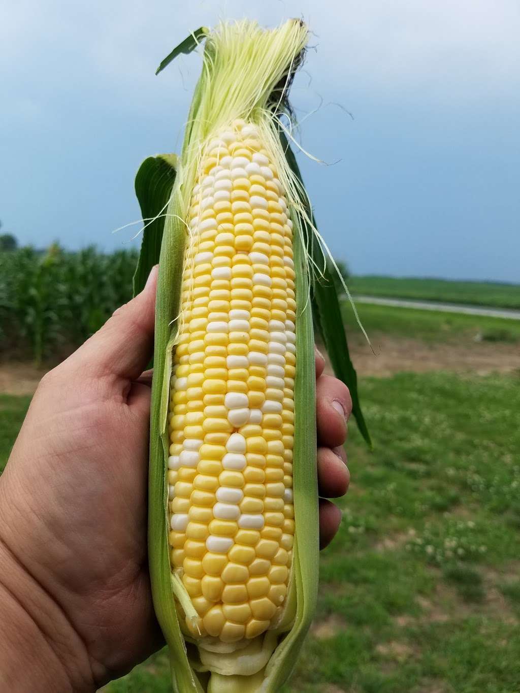 Souder Farms Sweet Corn | 1635 W 900 N, Rushville, IN 46173, USA | Phone: (765) 645-5241