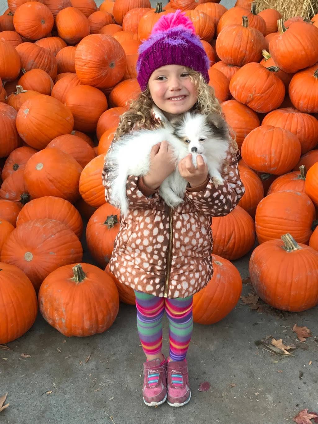 Madison Park Veterinary Hospital | 4016 E Madison St, Seattle, WA 98112, USA | Phone: (206) 324-4050