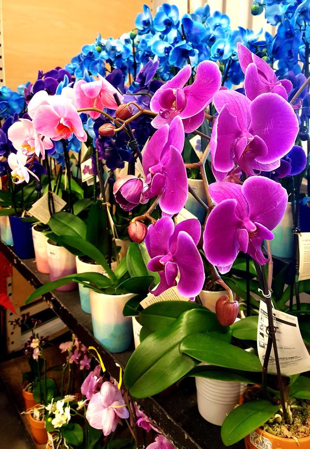 Garden Center at The Home Depot | 1177 Great Mall Dr, Milpitas, CA 95035, USA | Phone: (408) 942-7301