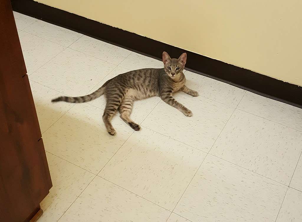 Affordable Pet Clinic 3004 Little York Rd Houston Tx 77093 Usa