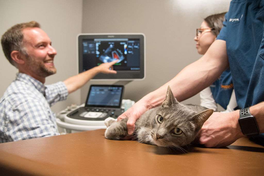 Petcardia Veterinary Cardiology - Northern Colorado | 227 W 67th Ct, Loveland, CO 80538, USA | Phone: (970) 775-8002