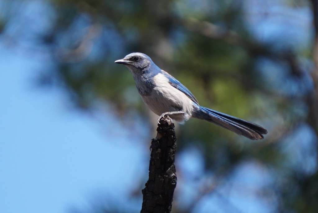 Pats Island Trailhead | F R 51, Fort McCoy, FL 32134, USA