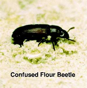 Bear Termite Control | 2014 Oxford Cir, Grand Prairie, TX 75051, USA | Phone: (972) 647-4244