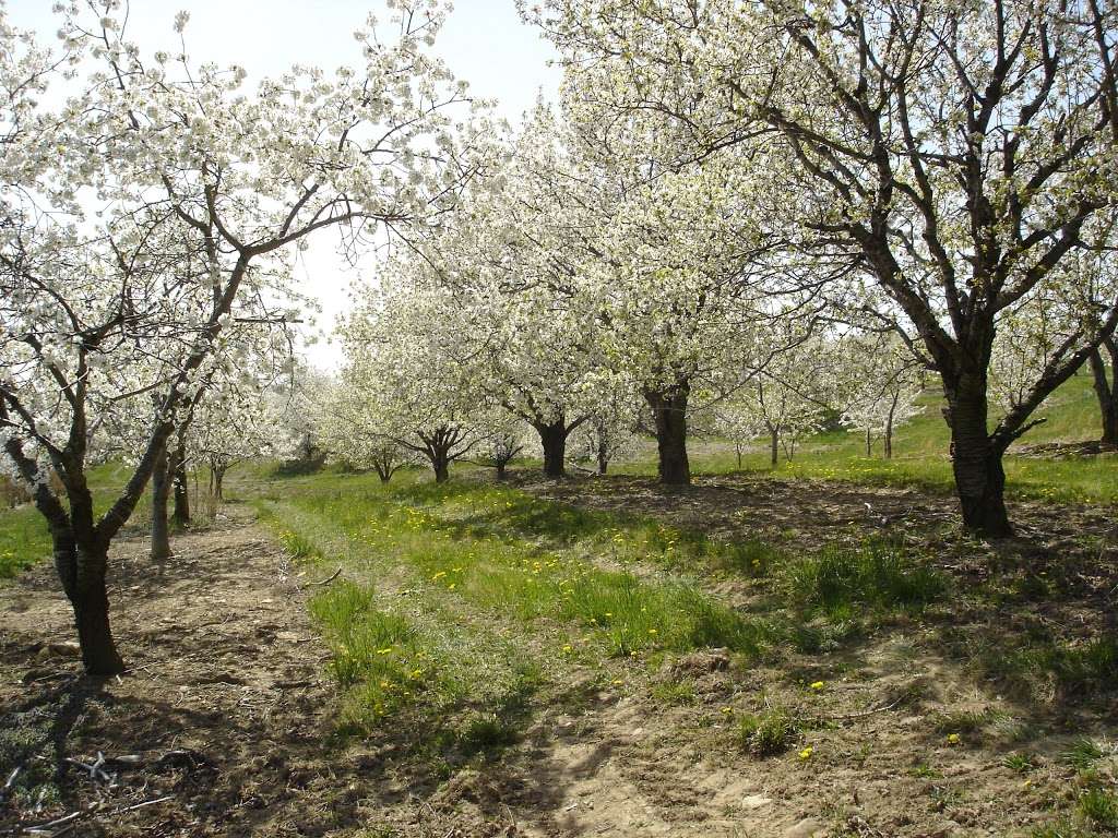 Boyer Nurseries & Orchards Inc | 405 Boyer Nursery Rd, Biglerville, PA 17307 | Phone: (717) 677-8558