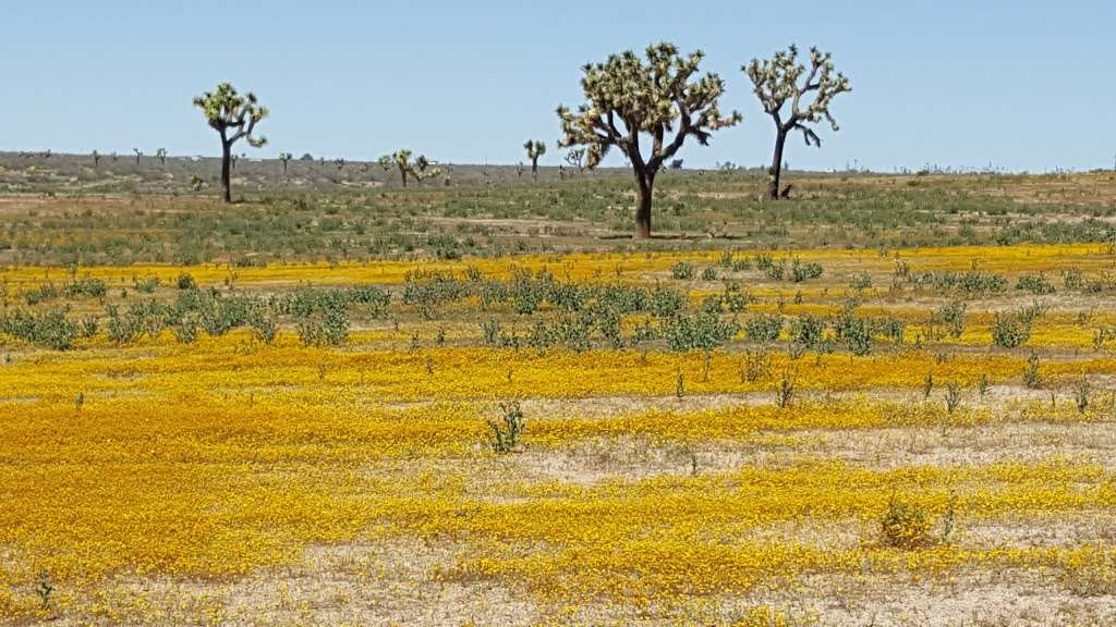 Butte Valley Wildflower Sanctuary | 1 Avenue, 190th street East, Lancaster, CA 93534, USA | Phone: (661) 944-6881