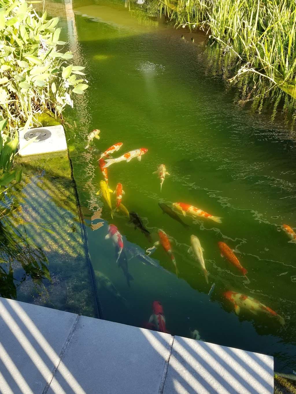 The Koi Pond on The Woodlands Waterway | The Woodlands, TX 77380, USA