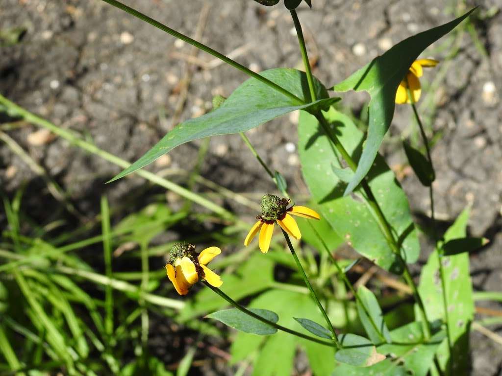 Native Prairie and Woodland | Mesquite, TX 75150, USA