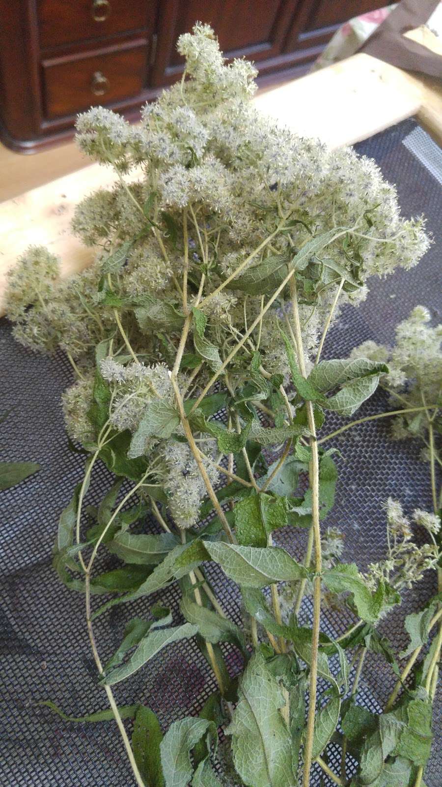 WatermelonStand.com | 28 Cardinal Dr, Fredericksburg, VA 22406, USA | Phone: (540) 602-5990