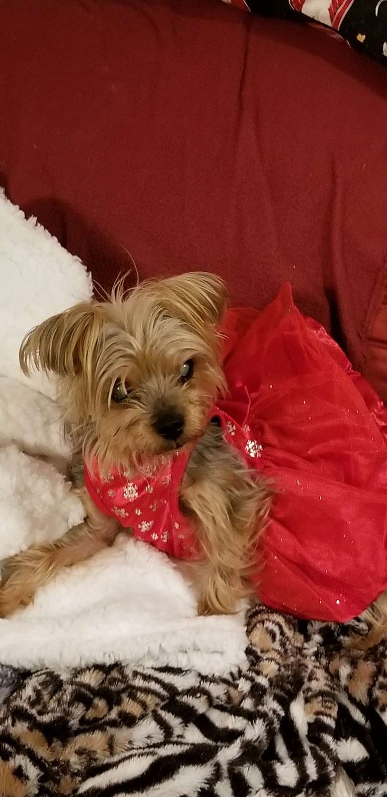 Pet Supplies Plus | 7007 Manchester Blvd, Franconia, VA 22310, USA | Phone: (703) 924-7246