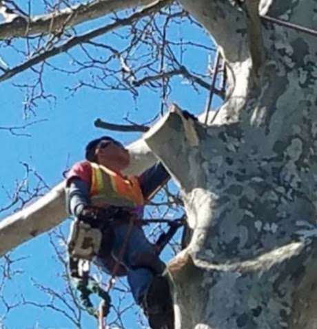 Tree masters | 411 Lippincott Ave, Riverside, NJ 08075, USA | Phone: (410) 831-0276