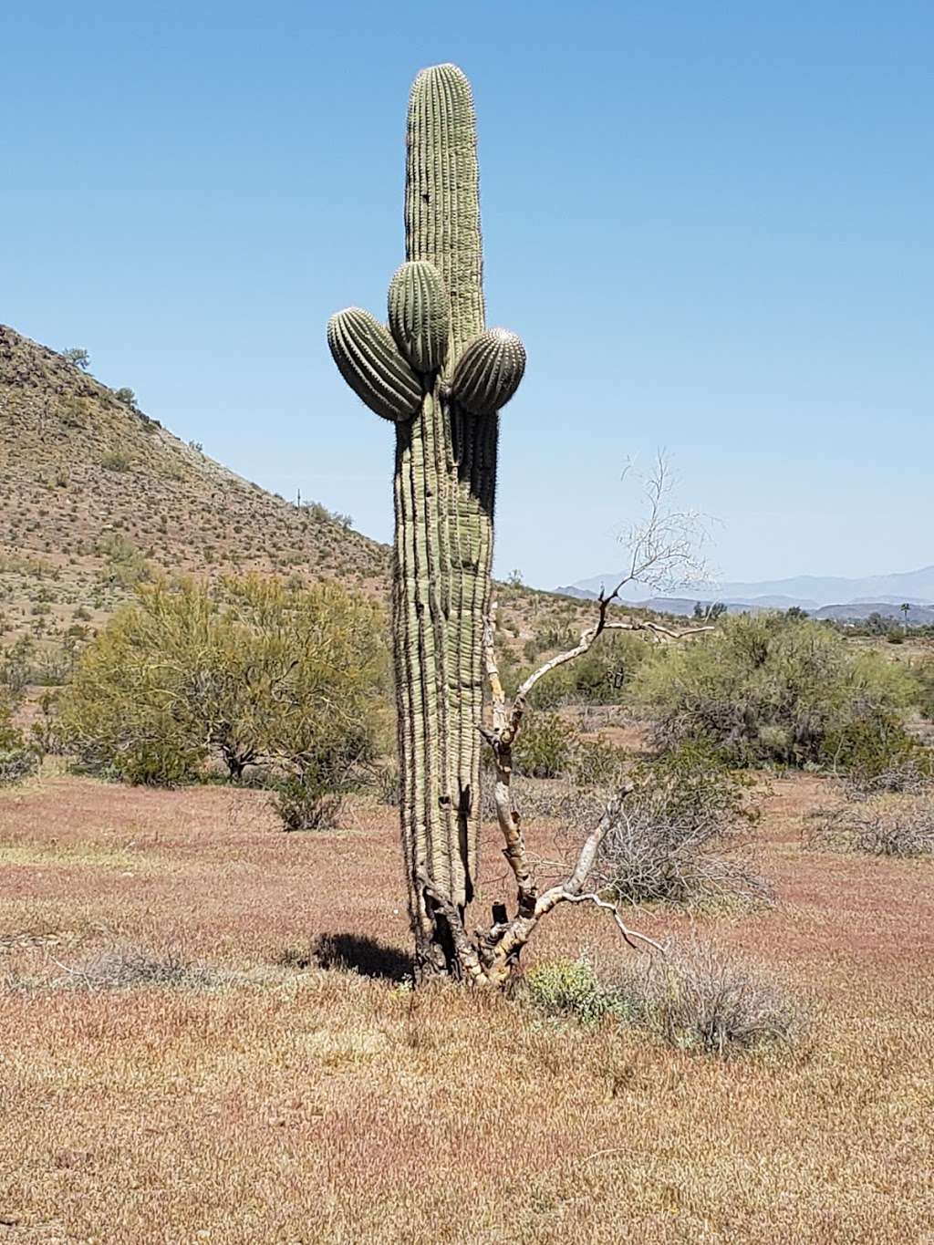 North Mountain Visitor Center | 12950 N 7th St, Phoenix, AZ 85022, USA | Phone: (602) 343-5125