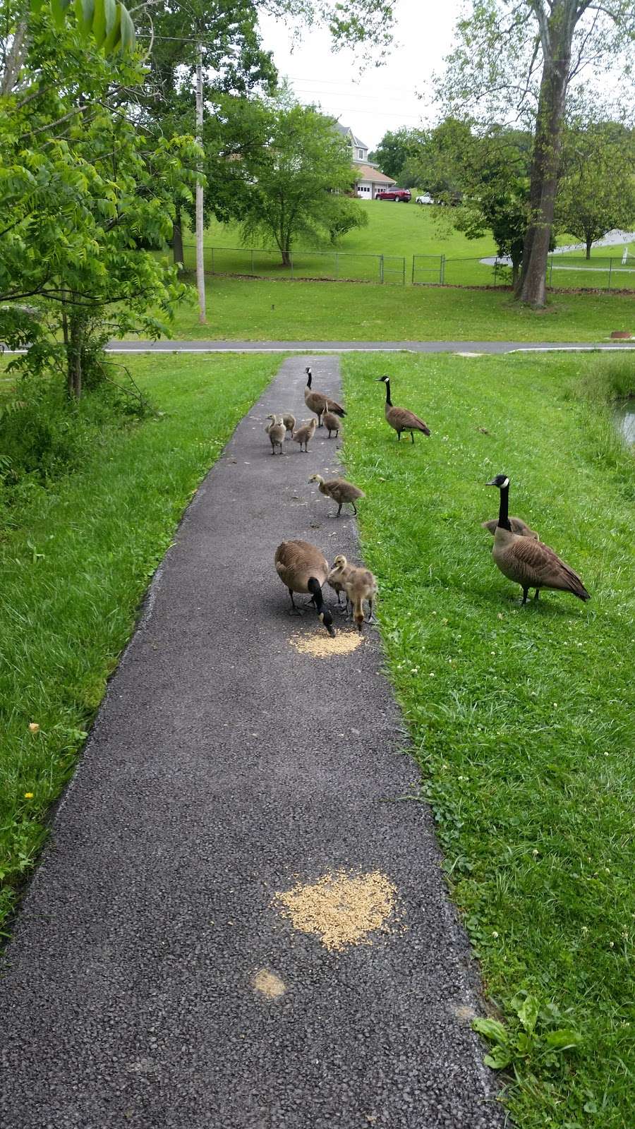 Prospect Avenue Park | Mt Airy, MD 21771, USA | Phone: (301) 829-1424