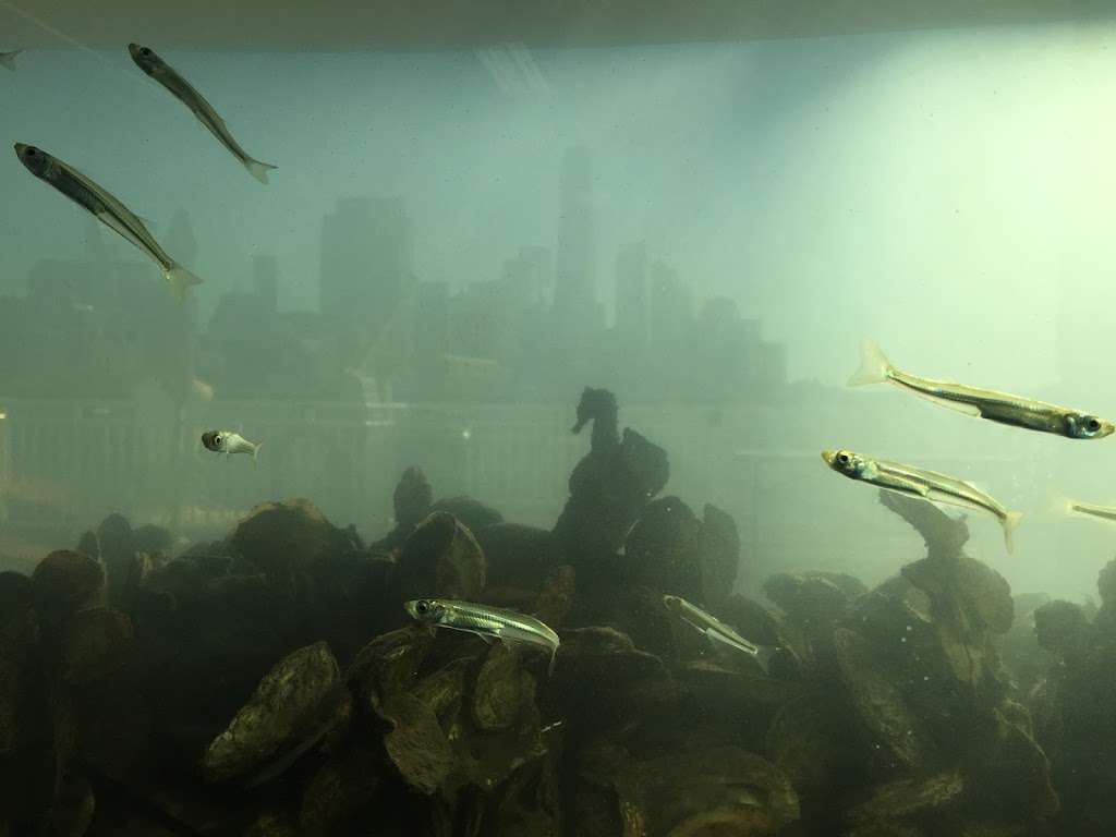 The River Project Wetlab | Pier 40, New York, NY 10014, USA | Phone: (212) 233-3030