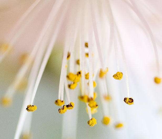 Back Mountain Floral | 2909 Memorial Hwy, Dallas, PA 18612, USA | Phone: (570) 675-4600 Back Mountain Floral | 2909 Memorial Hwy, Dallas, PA 18612, USA | Phone: (570) 675-4600