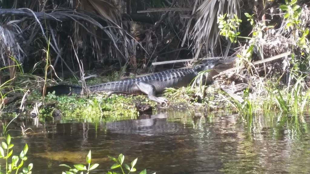 Juniper Springs Recreation Area | Florida, USA