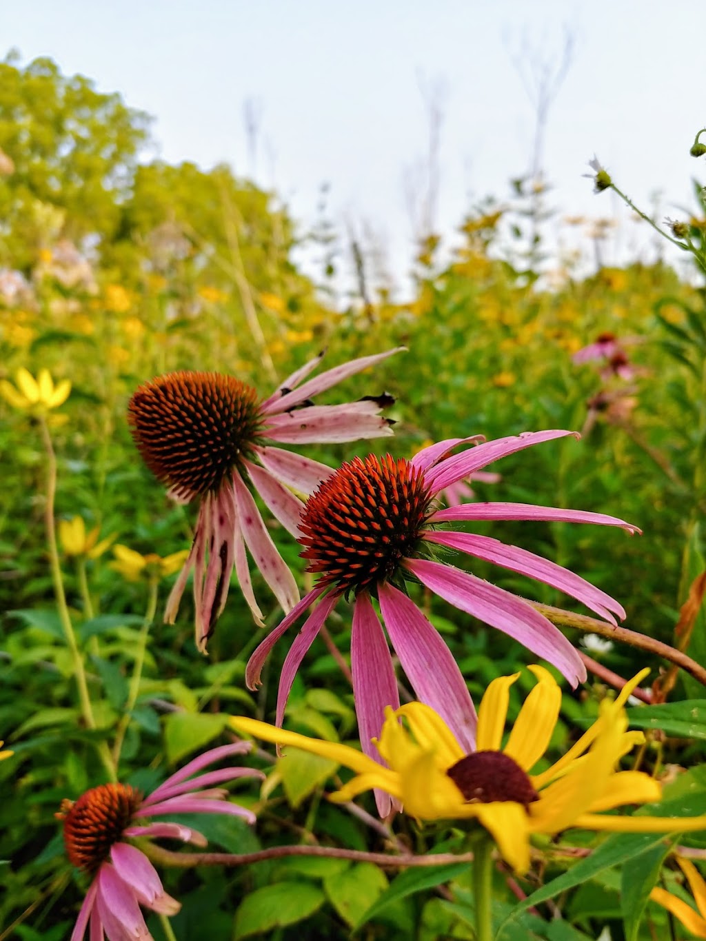 Cross Plains Interpretive Site | 8075 Old Sauk Pass Rd, Cross Plains, WI 53528, USA | Phone: (608) 441-5610