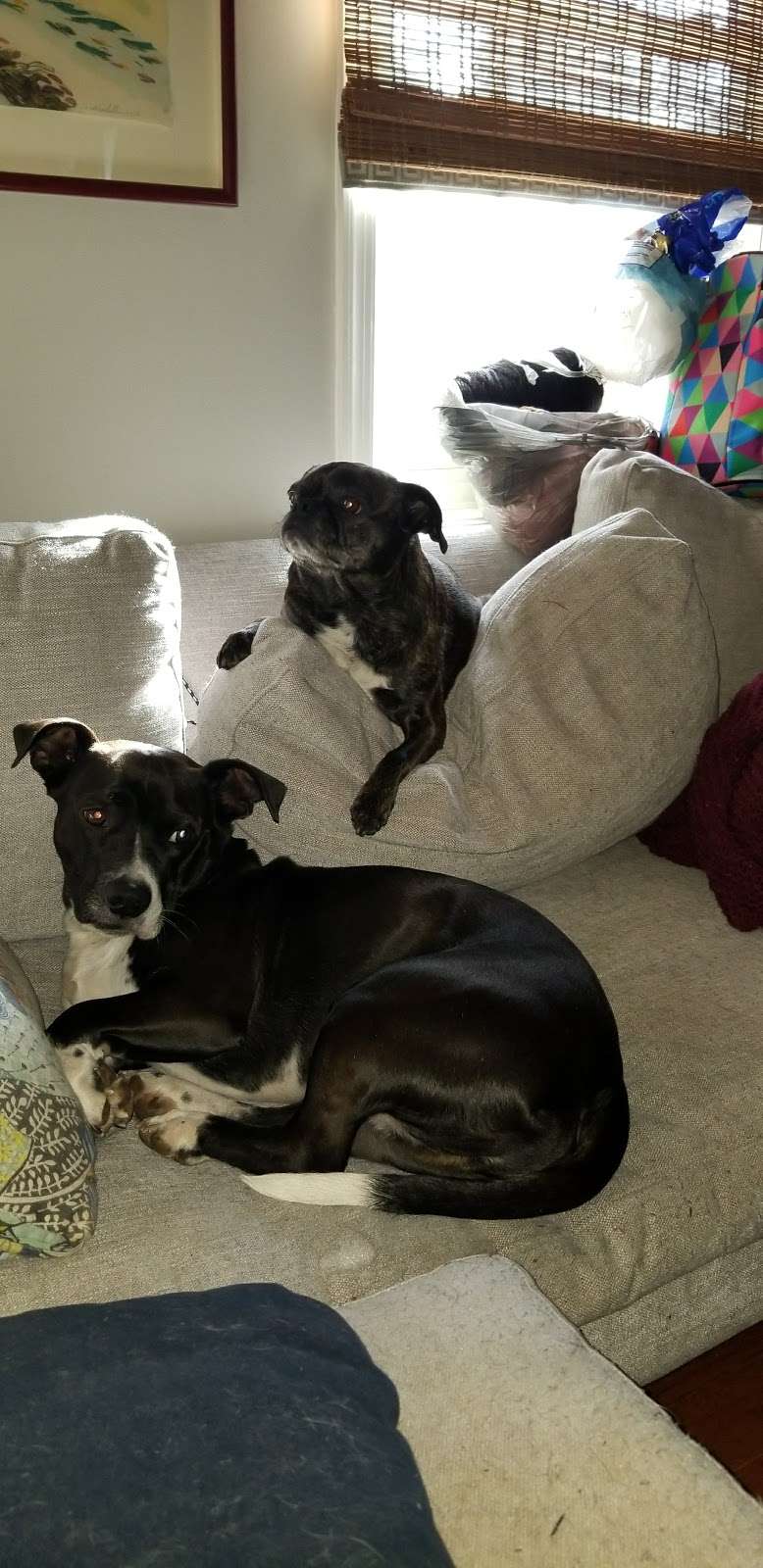 Southside Animal Hospital | 10464 Dumfries Rd, Manassas, VA 20110, USA | Phone: (703) 368-8284