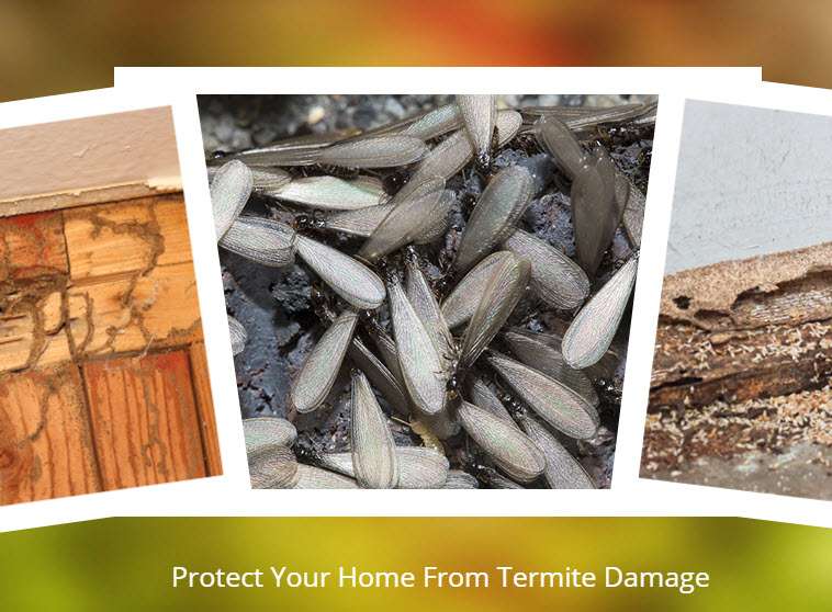 Cavanaughs Termite & Pest Services, Inc. | 196 US-206, Flanders, NJ 07836, USA | Phone: (973) 584-2552