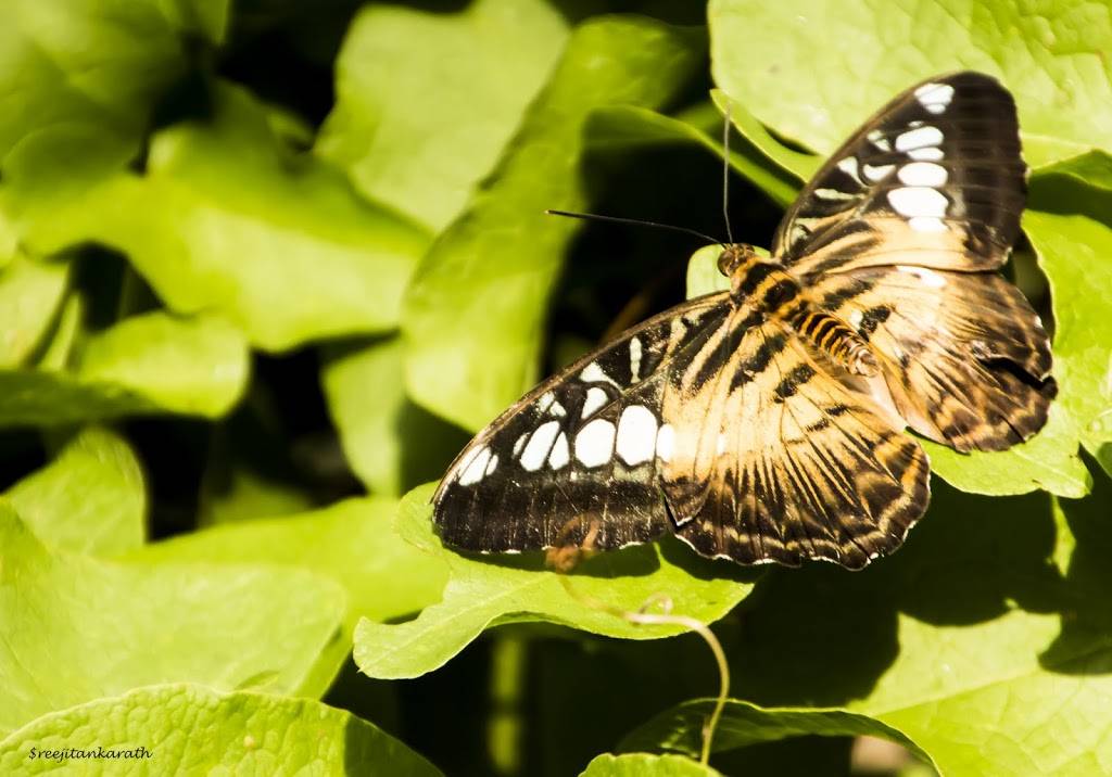 Butterfly Wonderland | 9500 East Vía de Ventura F100, Scottsdale, AZ 85256, USA | Phone: (480) 800-3000