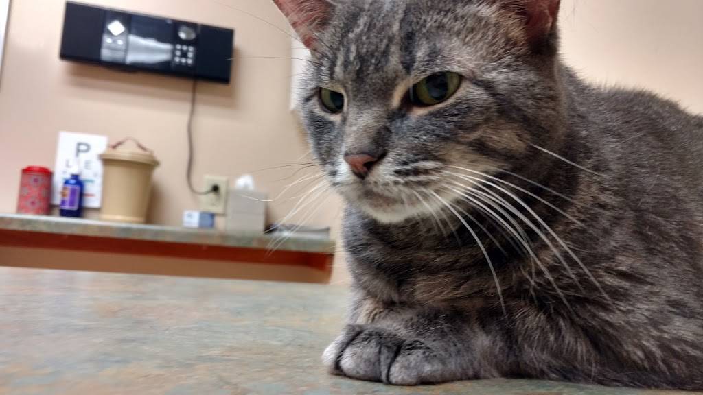 Lakeview Veterinary Clinic | 3518 Monroe St, Madison, WI 53711, USA | Phone: (608) 236-4570