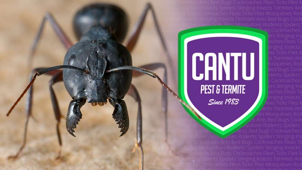 Cantu Pest & Termite | 4950 Keller Springs Rd Suite 420, Addison, TX 75001, USA | Phone: (972) 562-9999