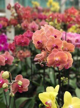 South Coast Orchids | 805 Mar Vista Dr, Vista, CA 92081, USA | Phone: (760) 940-8000