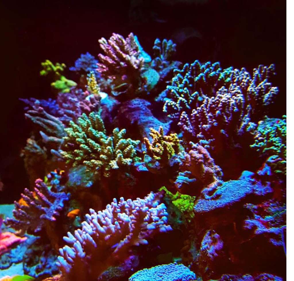 9reef Corals and Aquarium Supply | 5451 S Bryant Ave, Sanford, FL 32773 | Phone: (407) 912-5367