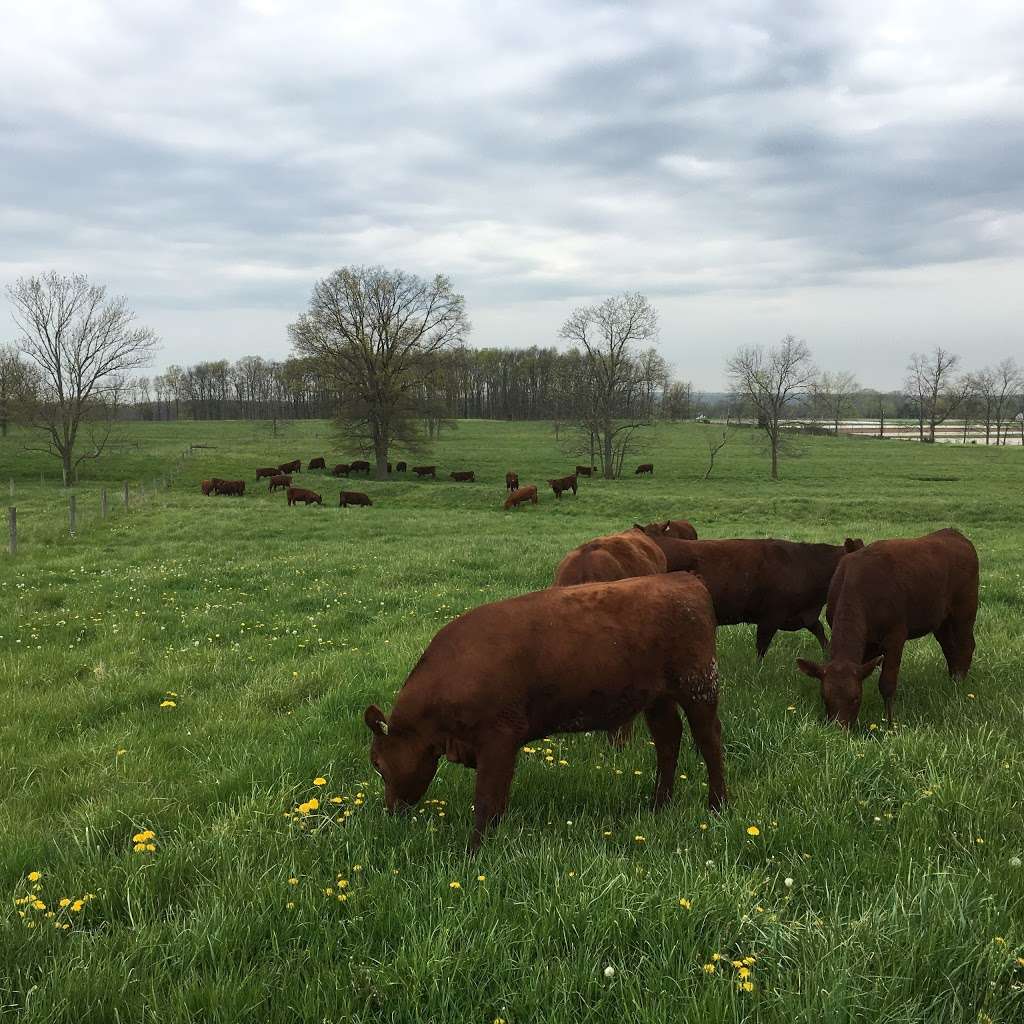 Tussock Sedge Farm 100% Grass-fed Red Angus Beef | 1239 PA-113, Blooming Glen, PA 18911, USA | Phone: (267) 450-4024