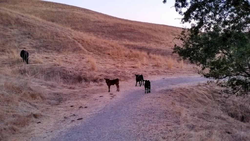 Sycamore Valley Regional Open Space Preserve | Danville, CA 94506, USA