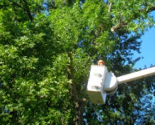 Metro Tree & Stump Service | 10101 Naples St NE, Blaine, MN 55449 | Phone: (763) 785-9779