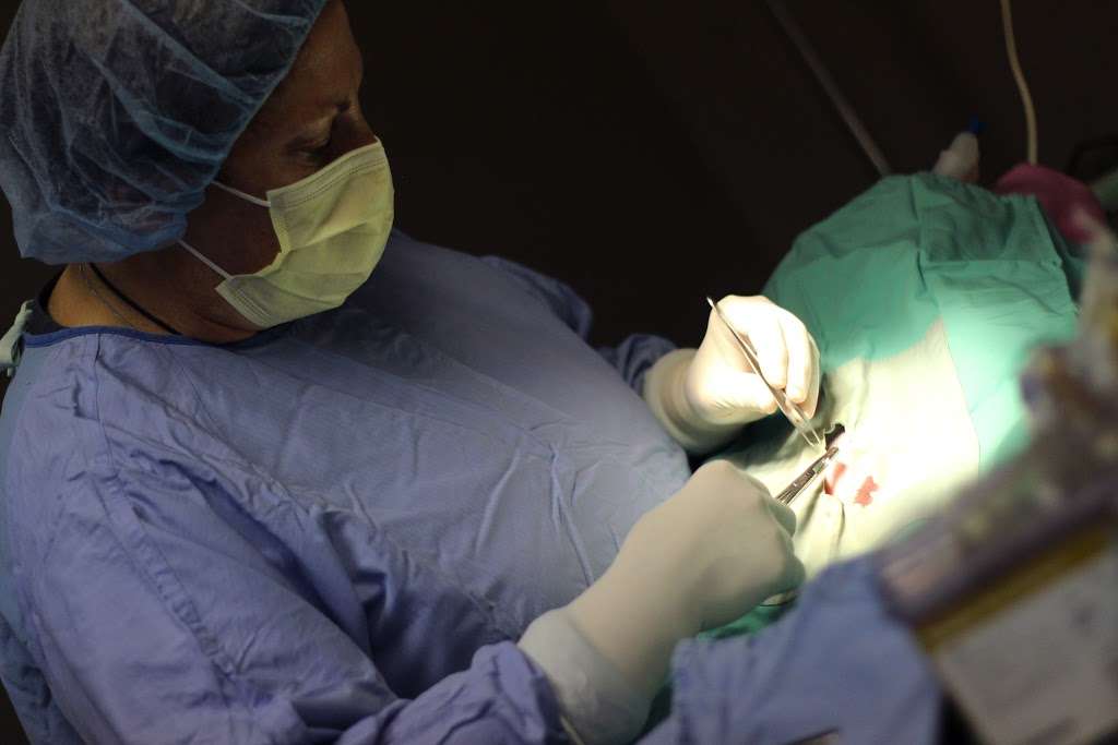 Pets Alive - Nonprofit Spay/Neuter & Wellness Clinic | 2444 S Walnut St, Bloomington, IN 47401, USA | Phone: (812) 349-1349