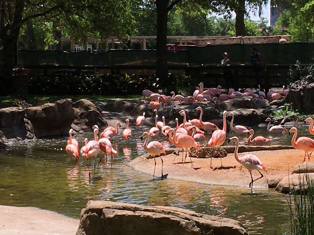 Flamingo Pond | Unnamed Road, Houston, TX 77030, USA