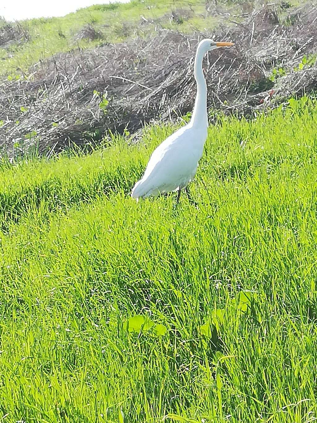 Emeryville Crescent State Marine Reserve | 3308 Powell St, Emeryville, CA 94608, USA | Phone: (916) 653-6995