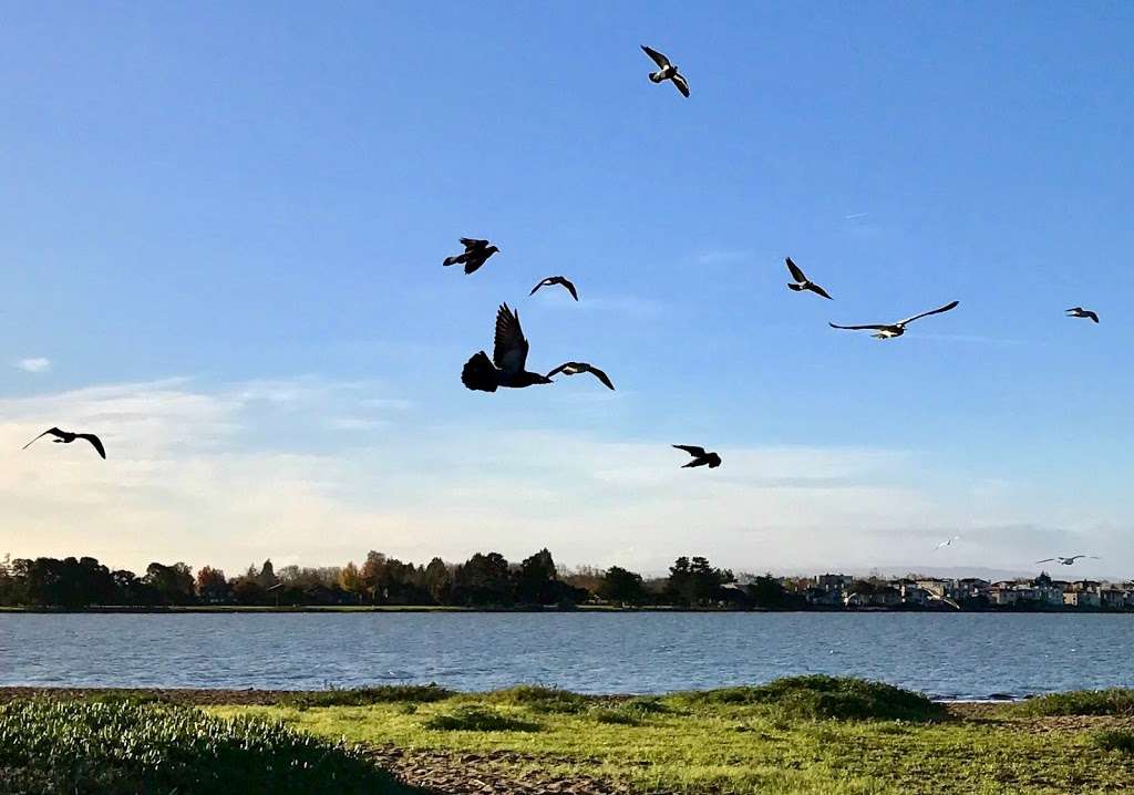 Elsie Roemer Bird Sanctuary | Alameda, CA 94501, USA | Phone: (888) 327-2757