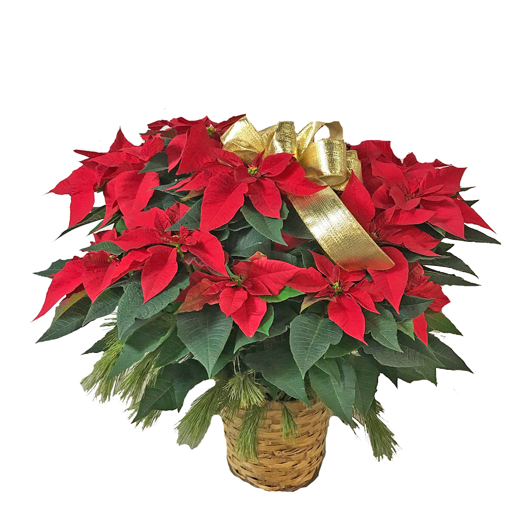 Ashland Addison Florist Company | 10034 Roosevelt Rd, Westchester, IL 60154, USA | Phone: (708) 343-4363