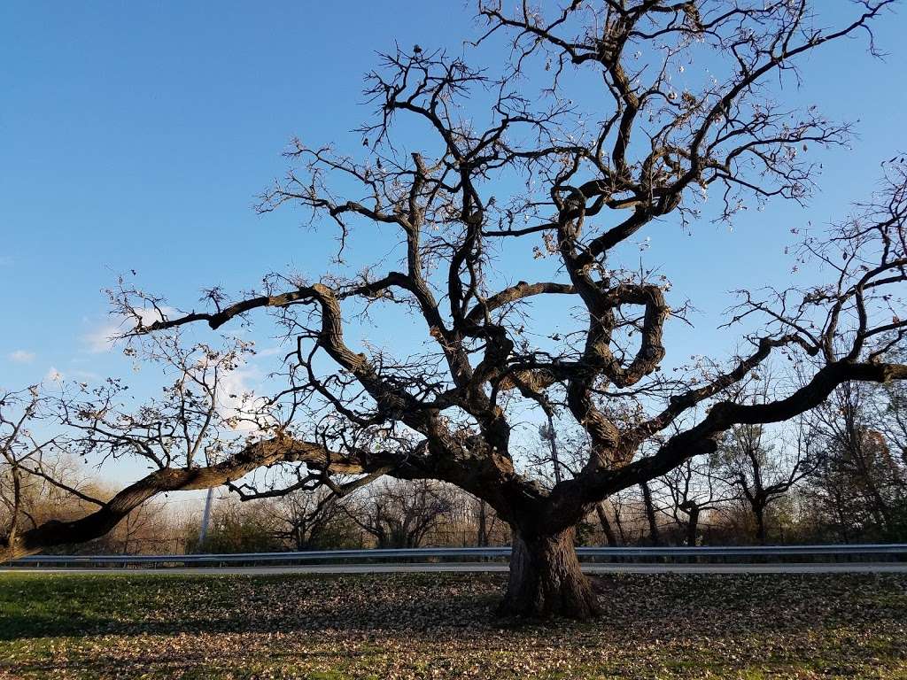 Hobson/Greene | Woodridge, IL 60517, USA