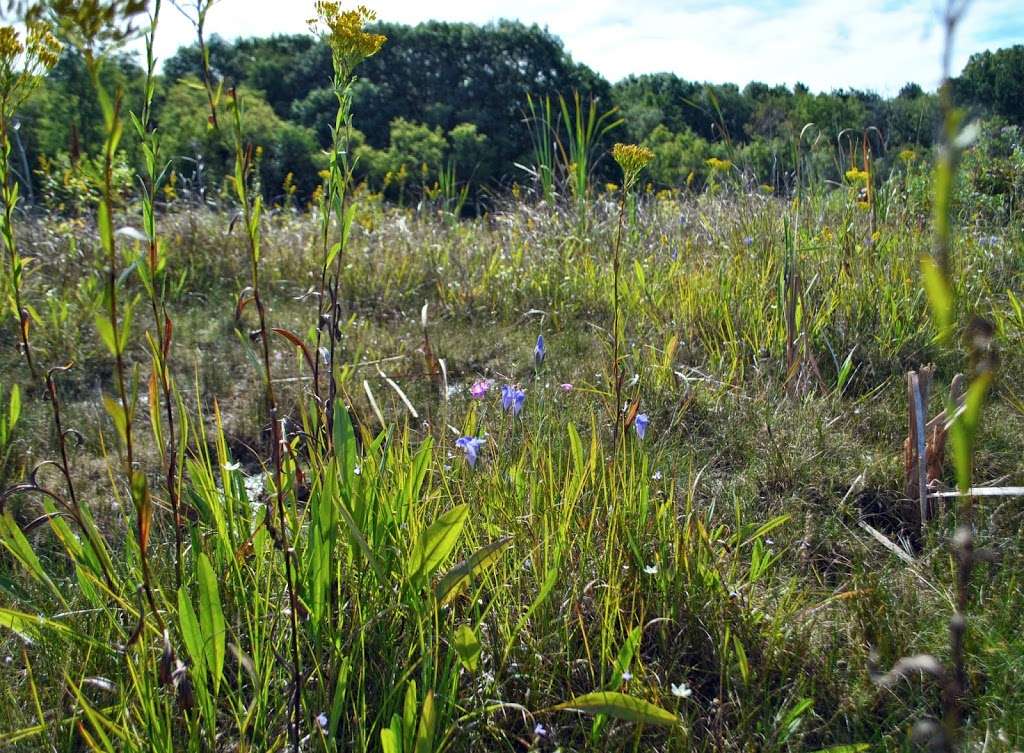 Clover Valley Fen | Hi Lo Rd, Whitewater, WI 53190, USA | Phone: (608) 266-2621