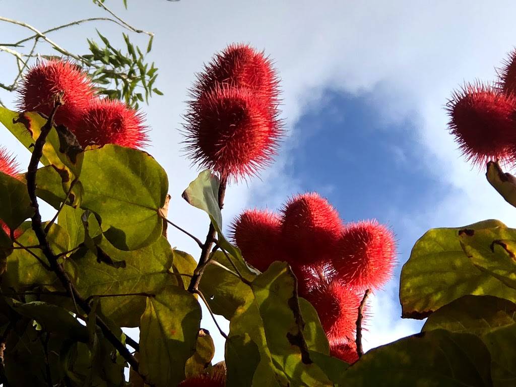 Ho’omaluhia Botanical Garden | 45-680 Luluku Rd, Kaneohe, HI 96744, USA | Phone: (808) 233-7323