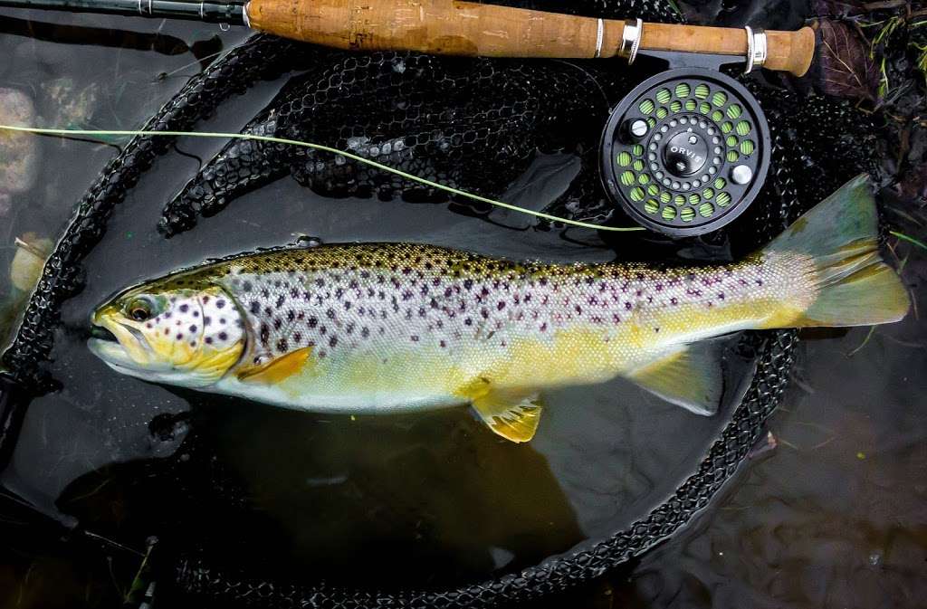Backwater Angler | 107 Mt Carmel Rd #106, Parkton, MD 21120, USA | Phone: (410) 357-9557