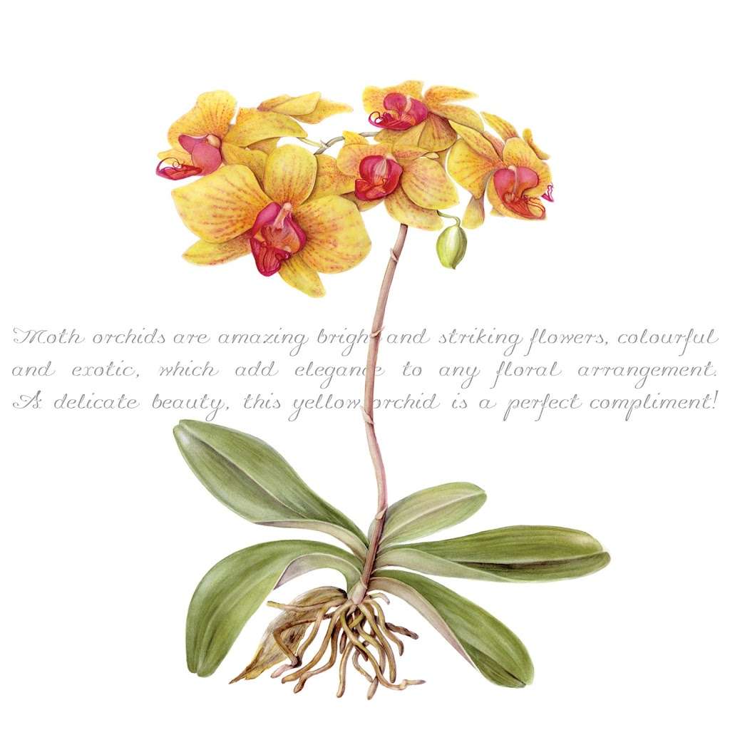 Zaquarella Botanical Greeting Cards | Willow Barn, Mill Hill, Edenbridge TN8 5DB, UK | Phone: 07577 001145