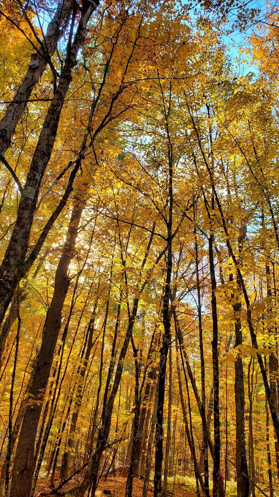 Pumpkin Brook | Shirley, MA 01464, USA